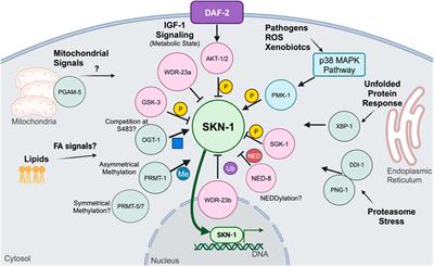 Disrupting the SKN-1 homeostat: mechanistic insights and phenotypic outcomes